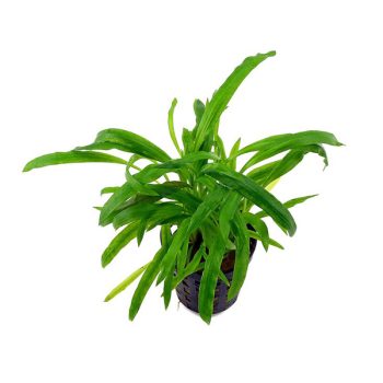 S.I Cryptocoryne albida - Φυτά για Ενυδρεία
