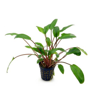 Cryptocoryne beckettii ‘Viridifolia’ - Φυτά για Ενυδρεία