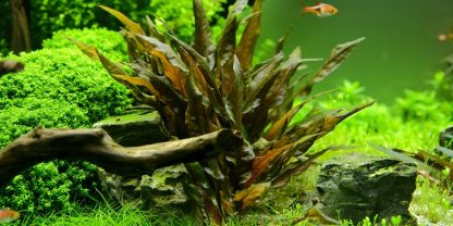 S.I Cryptocoryne wendtii ‘Tropica’ - Φυτά για Ενυδρεία