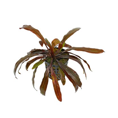 S.I Echinodorus horemanii ‘Red’ - Φυτά για Ενυδρεία