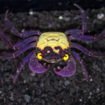 Geosesarma dennerle – Assorted Vampire Crab (5 Colors) 2 cm - Ασπόνδυλα Γλυκού