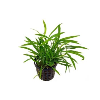 S.I Helanthium tenellum - Φυτά για Ενυδρεία