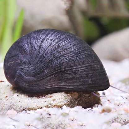 Neritina pulligera -Black King Kong Snail 2 cm - Ασπόνδυλα Γλυκού