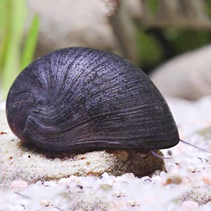 Nerita pulligera – Olive Green Nerite Snail 2cm - Ασπόνδυλα Γλυκού