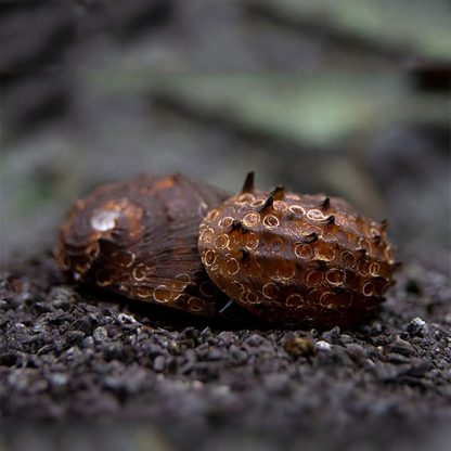 Neritina juttingae-King Koopa Nerite Snail - Ασπόνδυλα Γλυκού