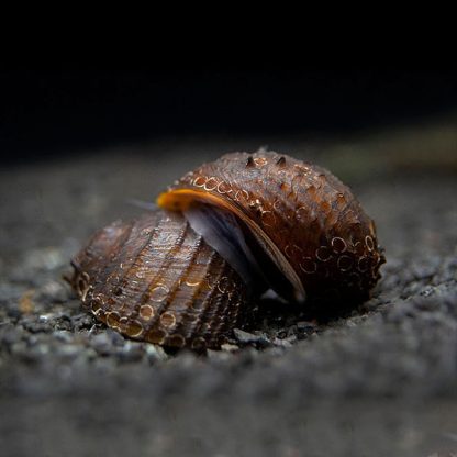 Neritina juttingae-King Koopa Nerite Snail - Ασπόνδυλα Γλυκού