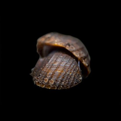 Neritina juttingae-King Koopa Nerite Snail - Ασπόνδυλα Γλυκού