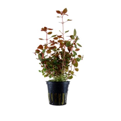 S.I Ludwigia palustris ‘Super Red’ - Φυτά για Ενυδρεία