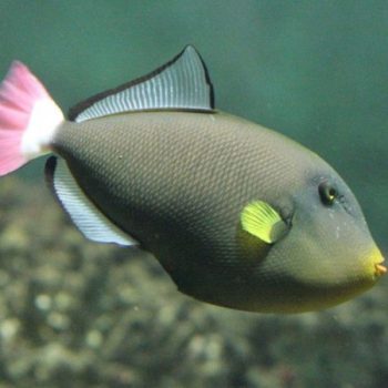 Melichthys vidua-Pinktail Triggerfish M - Ψάρια Θαλασσινού