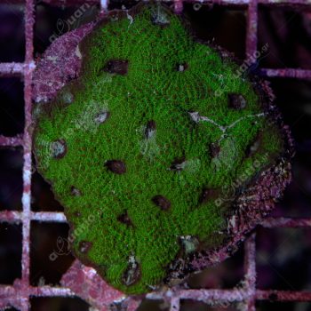 Acanthastrea echinata D85 - Hot Coral Offers