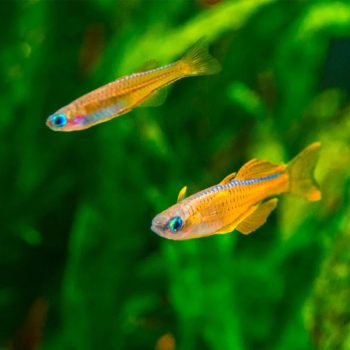 Pseudomugil luminatus M - Red neon blue-eye