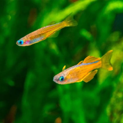 Pseudomugil luminatus M – Red neon blue-eye - Ψάρια Γλυκού