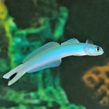 Ptereleotris heteroptera – Goby Blue Gudgeon - Ψάρια Θαλασσινού