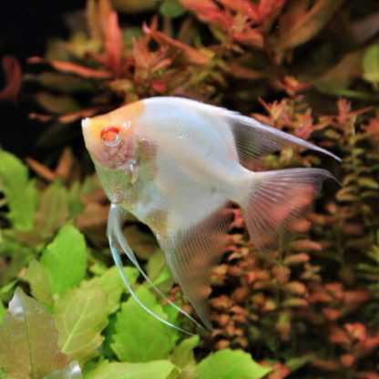 Pterophyllum scalare – Albino Red Eye Angel 3 - Ψάρια Γλυκού