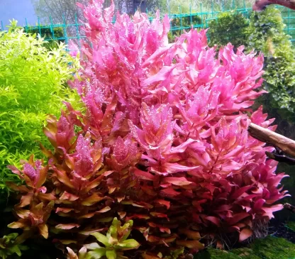 S.I Rotala macrandra (bunch) - Φυτά για Ενυδρεία