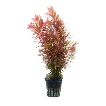 Seachem Flourite Red 7kg - Υποστρώματα