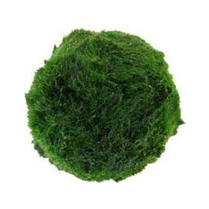 S.I Aegagrophila linnaei (Mossball) - Sales