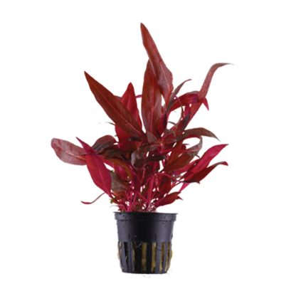 S.I Alternanthera reineckii ‘Red’ (Sessilis) - Φυτά για Ενυδρεία