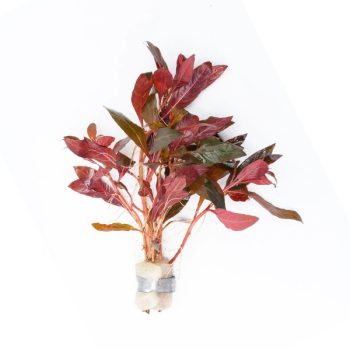 S.I Alternathera reineckii ‘Red’ (bunch) - Φυτά για Ενυδρεία