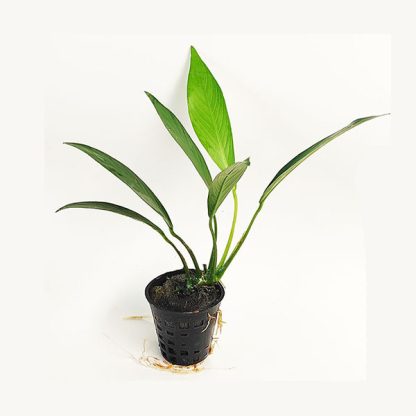 S.I Anubias afzelii - Φυτά για Ενυδρεία