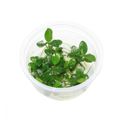 S.I Anubias barteri ‘Petite’ In-vitro - Φυτά για Ενυδρεία