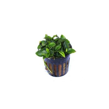 S.I Anubias barteri nana ‘Bonsai’ - Φυτά για Ενυδρεία