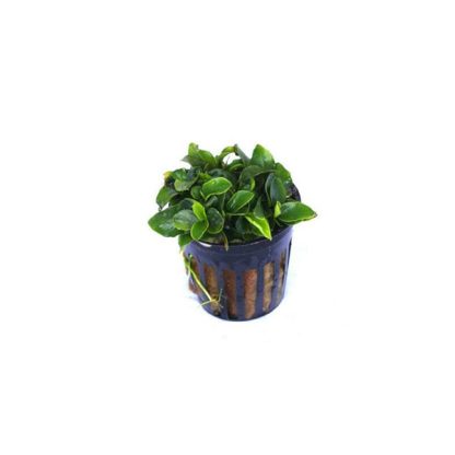 S.I Anubias barteri nana ‘Bonsai’ - Φυτά για Ενυδρεία