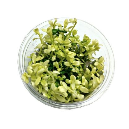 S.I Bacopa monnieri ‘Compact White’ in-vitro - Φυτά για Ενυδρεία