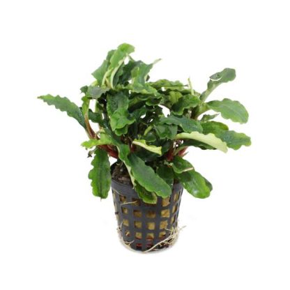 S.I Bucephalandra sp. ‘Green Velvet’ - Φυτά για Ενυδρεία