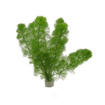 S.I Cryptocoryne nurii - Φυτά για Ενυδρεία