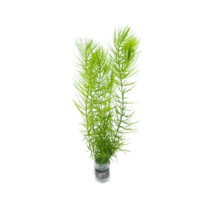 S.I Ceratophyllum demersum (bunch) - Sales