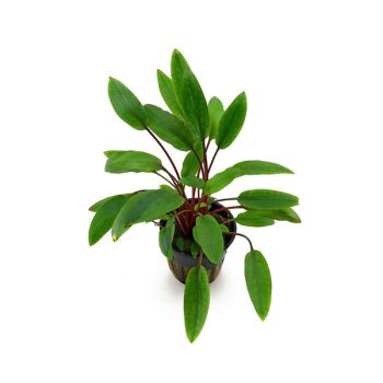 S.I Cryptocoryne beckettii - Φυτά για Ενυδρεία