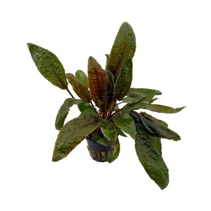 S.I Cryptocoryne undulata ‘Red’ - Φυτά για Ενυδρεία