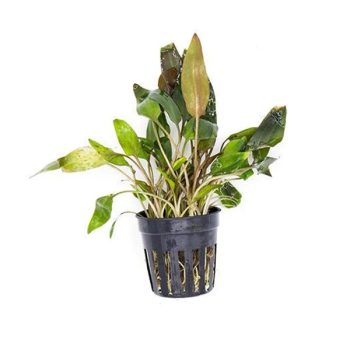 S.I Cryptocoryne walkeri - Φυτά για Ενυδρεία