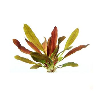 S.I Echinodorus ‘Red Devil’ - Φυτά για Ενυδρεία
