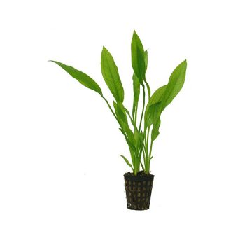 S.I Echinodorus grisebachii ‘Bleherae’ - Φυτά για Ενυδρεία