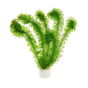 S.I Egeria najas (bunch) - Φυτά για Ενυδρεία