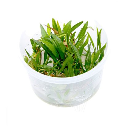 S.I Helanthium tenellum ‘Green’ in-vitro - Φυτά για Ενυδρεία