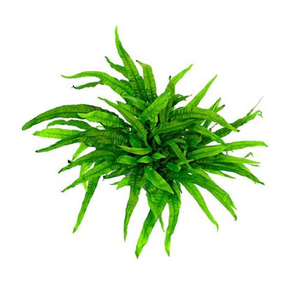 S.I Microsorum pteropus Μotherplant XL - Φυτά για Ενυδρεία
