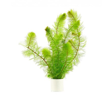 S.I Myriophyllum simulans (bunch) - Φυτά για Ενυδρεία