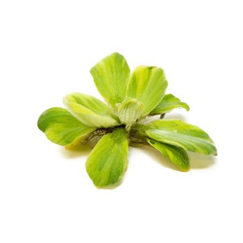 S.I Pistia stratiotes