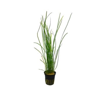 S.I Vallisneria nana - Sales