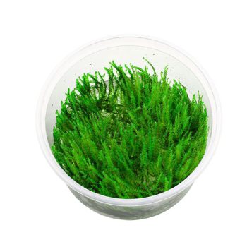 S.I Vesicularia dubyana ‘Christmass Moss’ in-vitro - Φυτά για Ενυδρεία