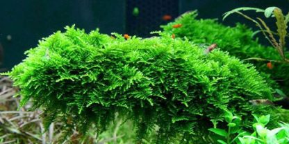 S.I Vesicularia dubyana ‘Christmass Moss’ in-vitro - Φυτά για Ενυδρεία