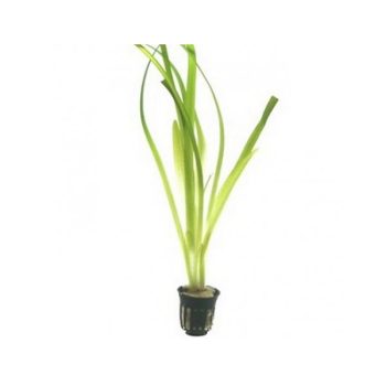 S.I Hygrophila ringens ‘Angustifolia’ - Φυτά για Ενυδρεία