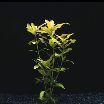 S.I Hygrophila polysperma (bunch) - Φυτά για Ενυδρεία