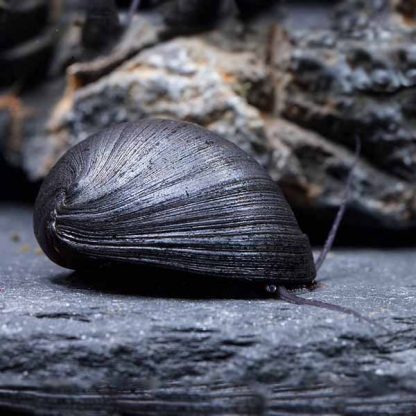 Neritina pulligera -Black King Kong Snail 2 cm - Ασπόνδυλα Γλυκού