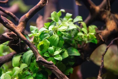 S.I Anubias barteri ‘Petite’ In-vitro - Φυτά για Ενυδρεία