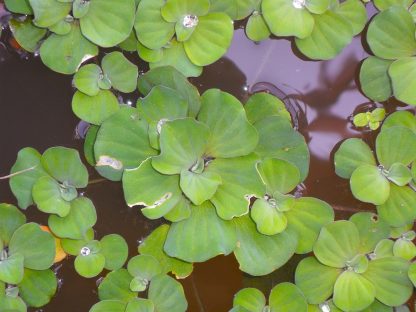 S.I Pistia stratiotes - Φυτά για Ενυδρεία