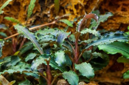 S.I Bucephalandra sp. ‘Kedagang’ - Φυτά για Ενυδρεία